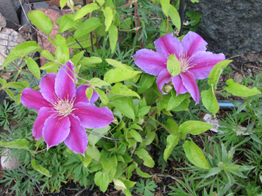 Early Pink Clematis