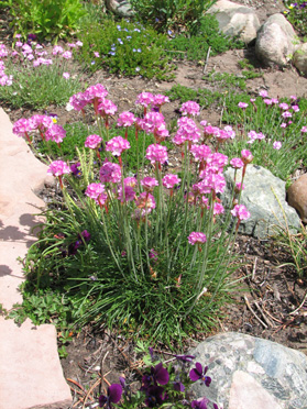 Sea Pink or Sea Thrift